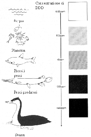 \includegraphics[scale=0.7]{biomagni}